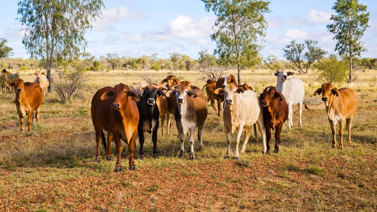 Frihandelsaftale åbner eksportmuligheder for danske fødevarer, men møder kritik for øget import af især oksekød til EU. Foto: Colourbox