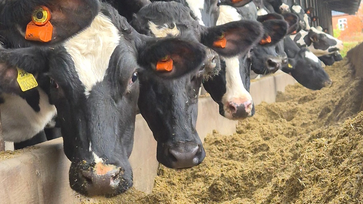 Den måde, vi har indrettet vores bedrifter på, øger truslen fra infektioner markant, vurderer ekspert. Arkivfoto: Tenna Bang