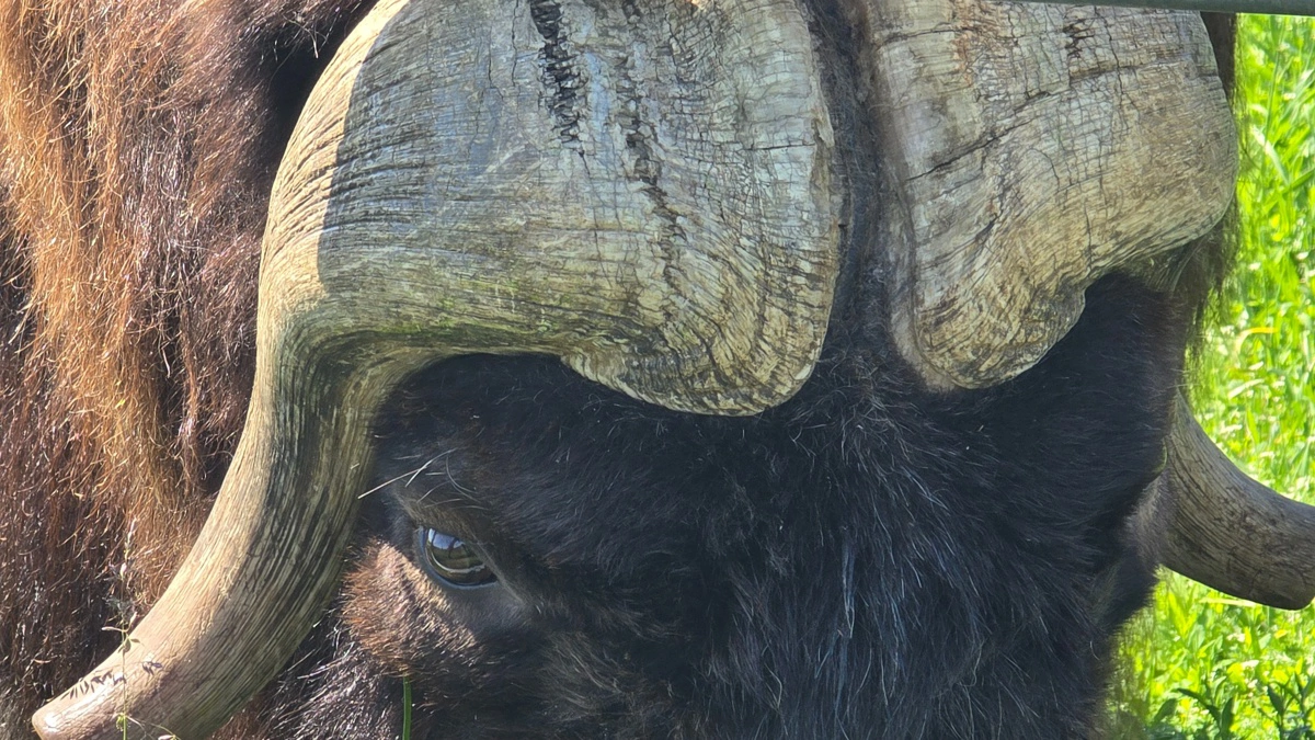 Heldigvis var der hegn mellem denne angribende tyr og Effektivt Landbrugs udsendte.