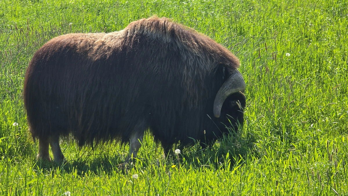 En sådan moskusokse kan producere op til et par kilogram af den dyre underuld hvert år.