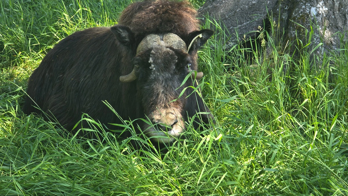Her ved midsommer er der masser af græs.