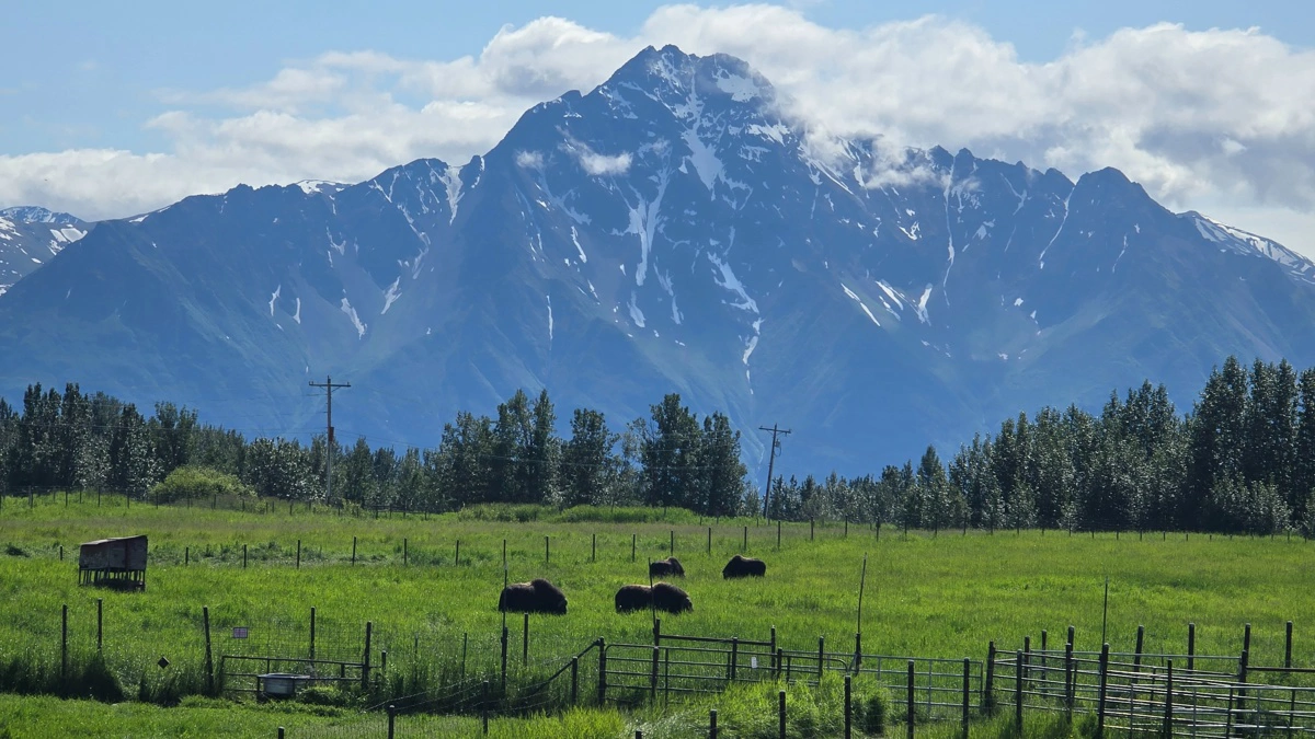 Bjerge, græsmarker og moskusokser - et usædvanligt flot landskab i Alaska.