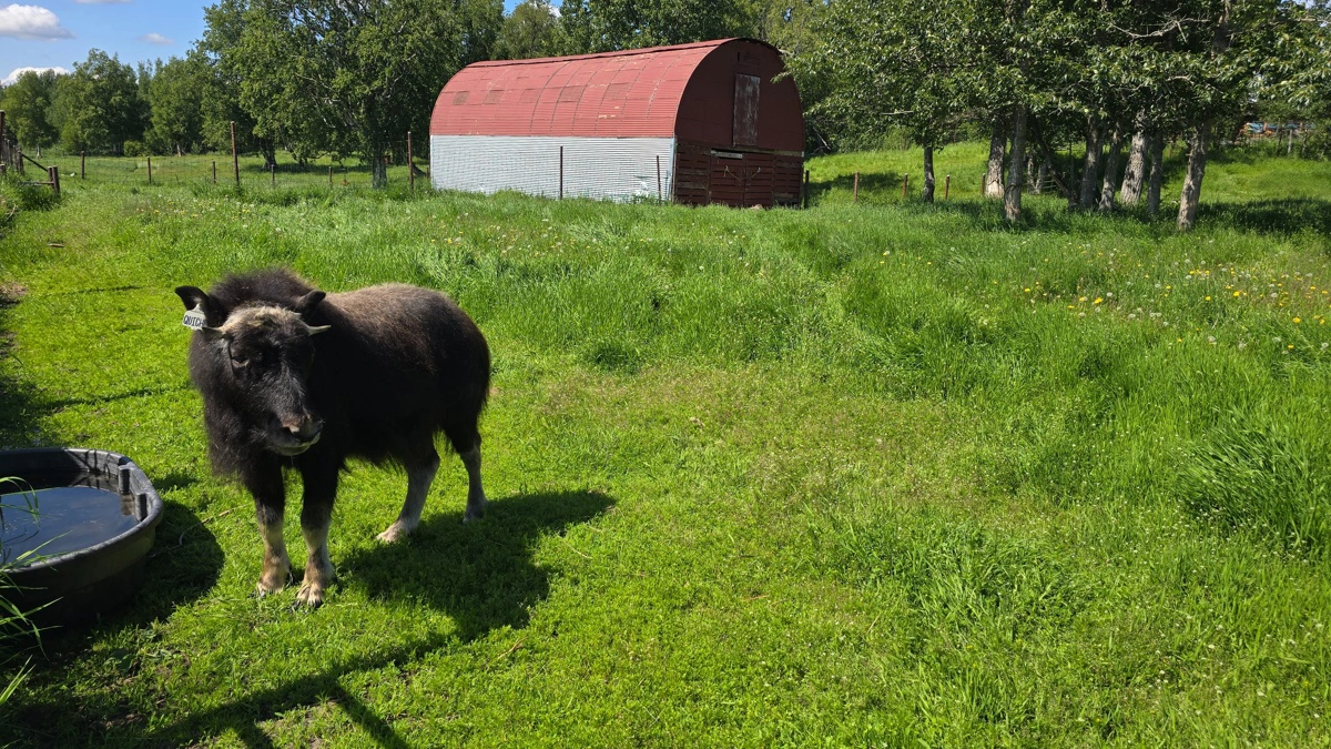 På Musk Ox Farm holdes dyrene under forhold, der minder mest muligt om deres naturlige levevis. De går ude året rundt og fodres primært med hø og naturligt grovfoder. 
