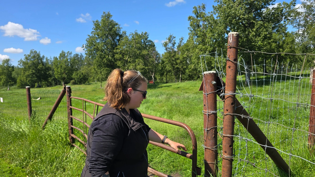 Elisa Nomiager sikrer, at hegnet er lukket, da moskusokserne er vilde dyr og ret aggressive.