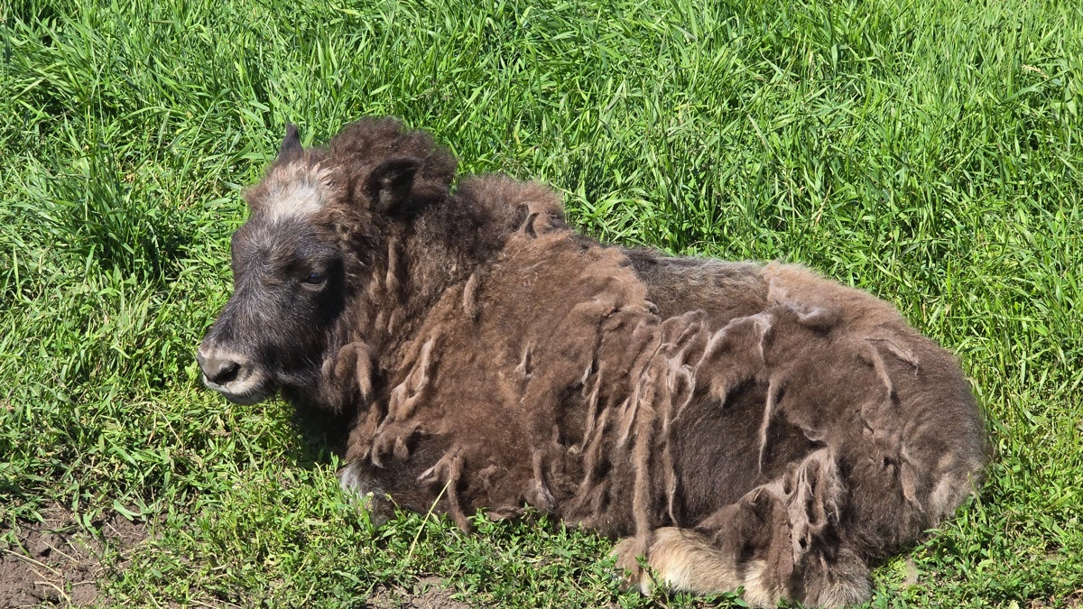 På denne kalv ses ulden tydeligt falde af i forårsvarmen.