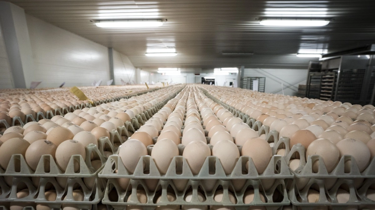 DanHatch overtager BD France fuldt ud og styrker vækst, synergier og forsyningssikkerhed i Frankrig og Europa. Foto: DanHatch