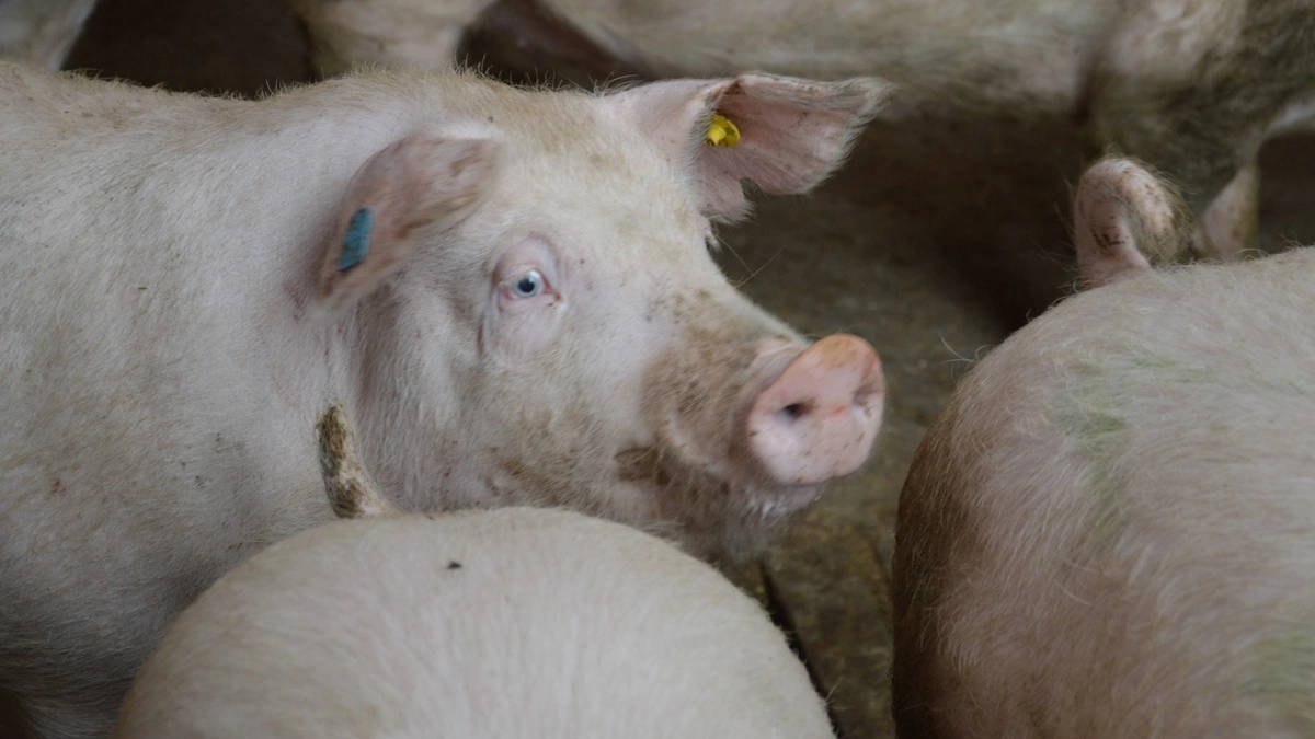 Hvis der ikke er mulighed for at veje eller bruge målebånd på poltene, anbefaler DanBred, at man kigger på poltenes alder ved løbning. Arkivfoto: Camilla Bønløkke
