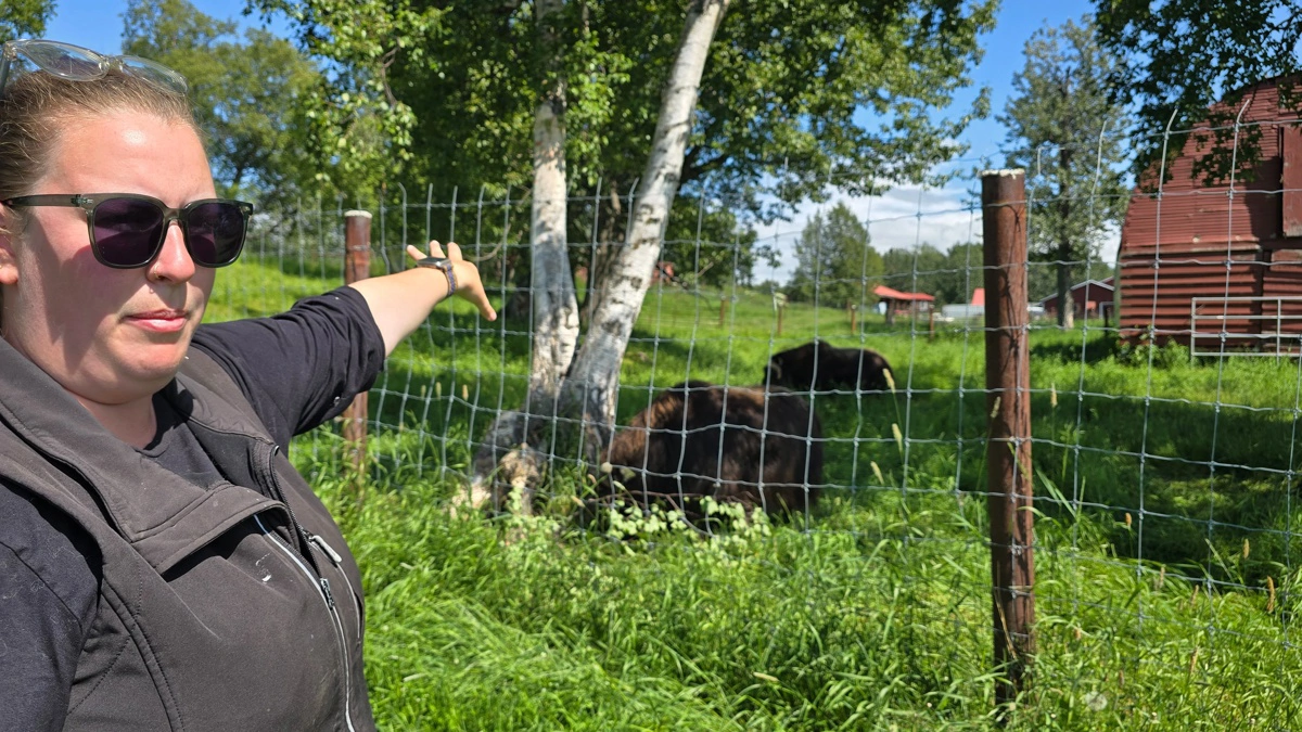 - Vi har en besætning af 75 moskusokser, som primært producerer en meget kostbar uld, forklarer driftsleder Elisa Nomiager.