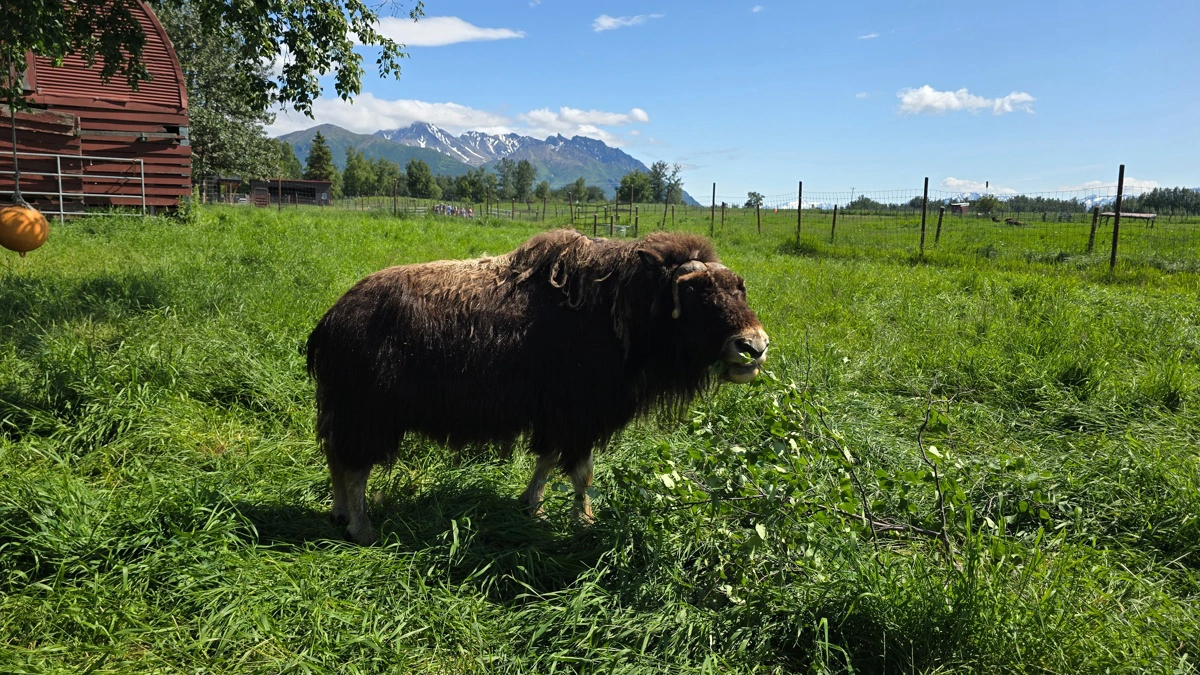Der er nok at spise i få måneder om året.