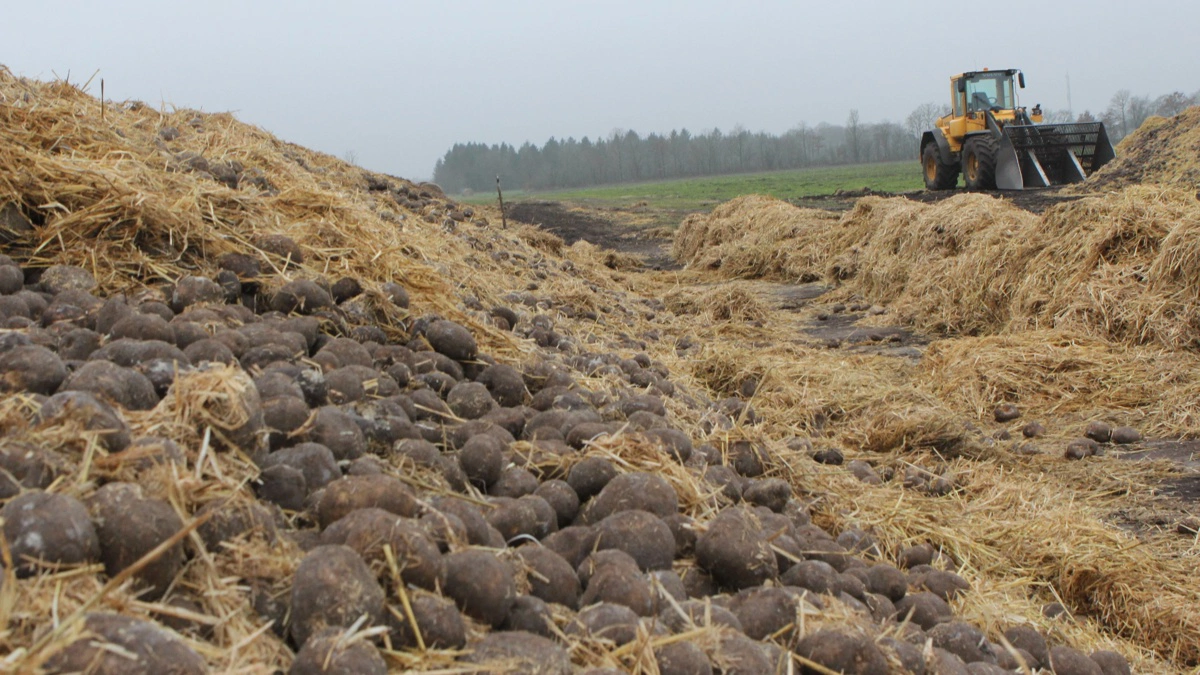 Dyrkningen af kartofler vinder terræn i Danmark. Især dyrkningen af industrikartofler tager fart - især i Midt- og Vestjylland. Arkivfoto: Anne Wolfenberg