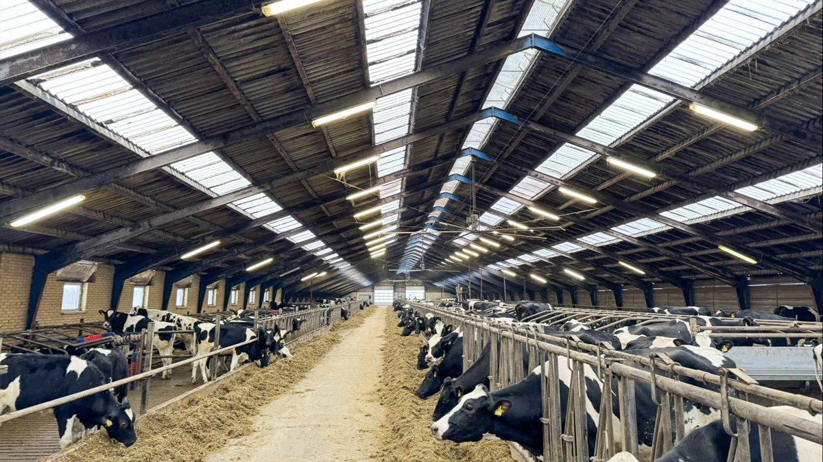 Køerne står i sengebåse med foderbord i midten – stalden er indrettet til både køer og opdræt og er forberedt til malkerobotter.
