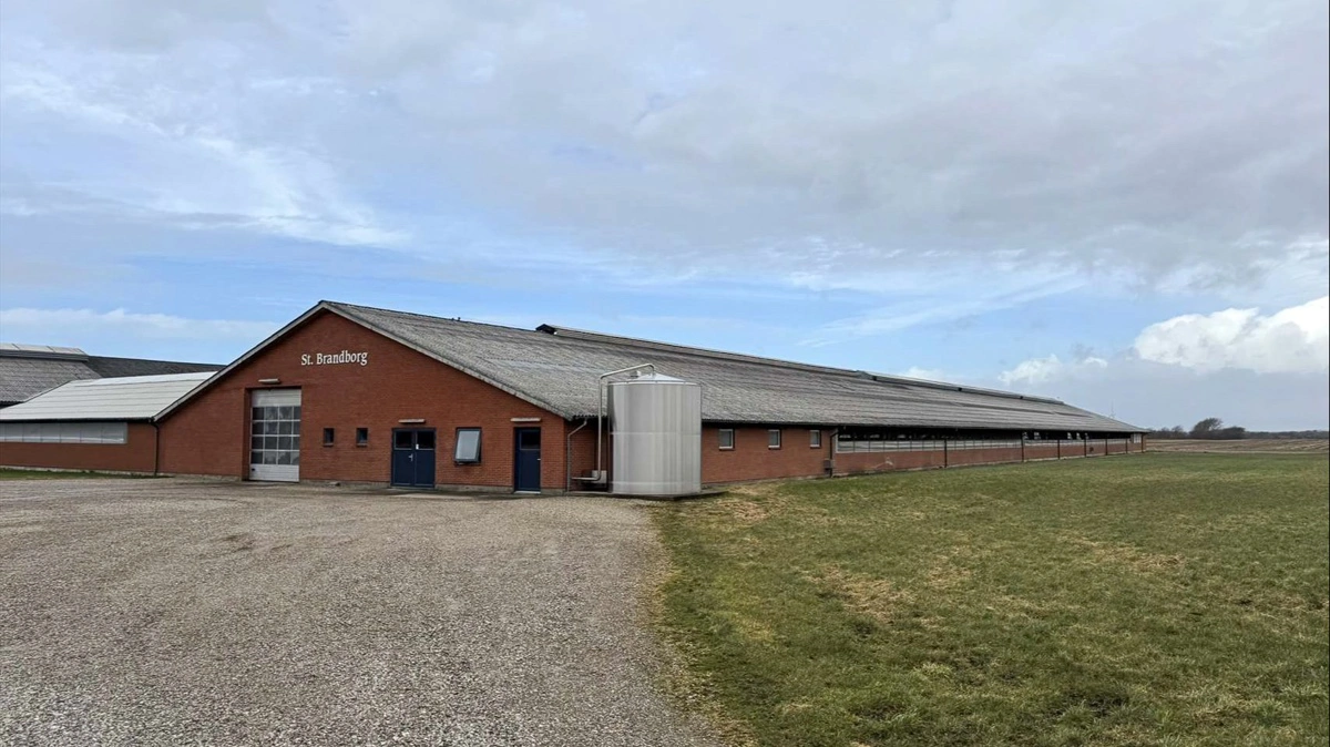 Den store sengebåsestald på St. Brandborg rummer kapacitet til omkring 200 malkekøer og er udvidet senest i 2012.
