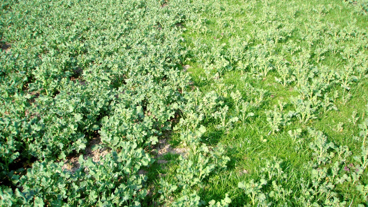 Resistent enårig rapgræs i vinterraps. Arkivfoto:
Jakob Skodborg Jensen