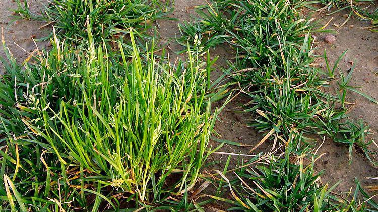 Det resistente enårige rapgræs starter som enkeltplanter, der vokser sammen i større bestande.