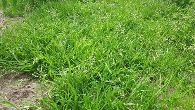 Svigtende effekt af ukrudtsmidlet MaisTer har givet en kraftig bestand af resistent enårig rapgræs. Foto: Nis Callesen, Spiras