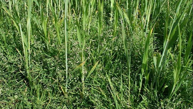 Enårig rapgræs trives på vandlidende arealer, hvor afgrøden ikke giver konkurrence. Foto: Seges Innovation