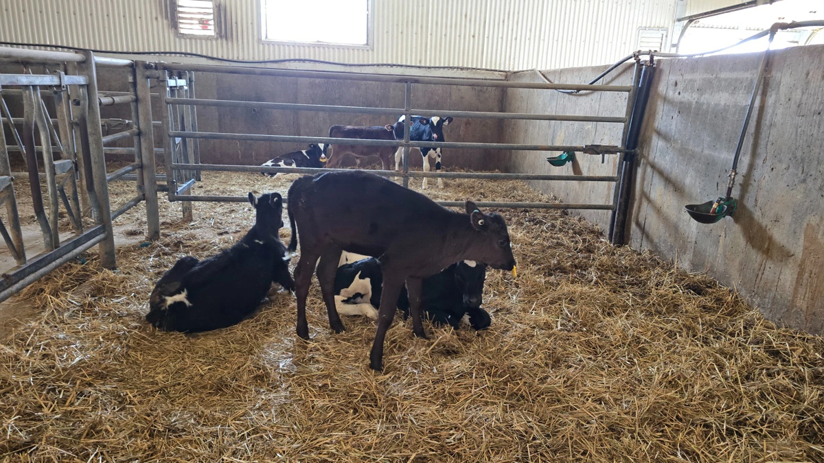 Denne sorte kalv er en krydsning af holstein og den japanske kødrace wagyu, der giver meget fedtmarmoreret kød.