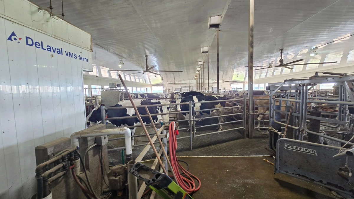 Der er 137 malkekøer, som bliver malket af to DeLaval-robotsystemer, der for nylig er blevet udskiftet til en ny model VMS V300s.