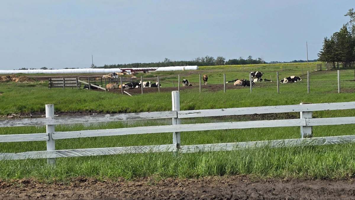 Omkring 10 procent af besætningen er efterhånden jersey, som er sønnens store interesse.