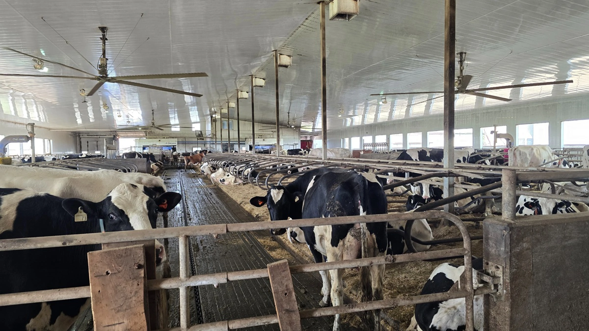 Den moderne løsdriftstald med malkerobotter bagerst er bygget i 2014.