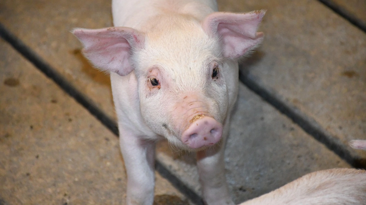 SPF Sund har opdateret regelsættet. Arkivfoto: Camilla Bønløkke