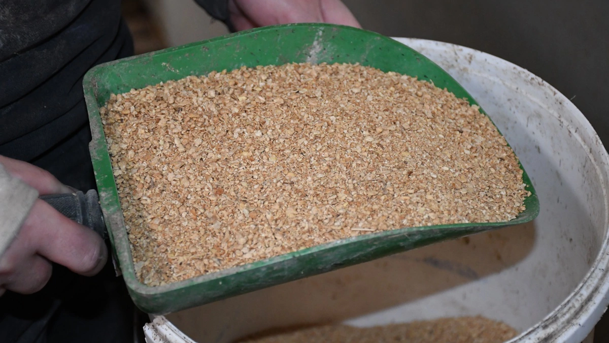 Stigende priser på foder rammer især hårdt for kinesiske svineproducenter. Arkivfoto