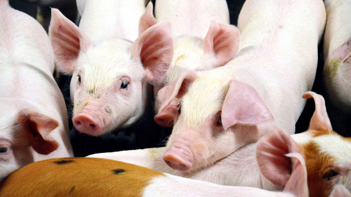 Strukturen ændres i den lokale PRRS-reduktionsindsats.