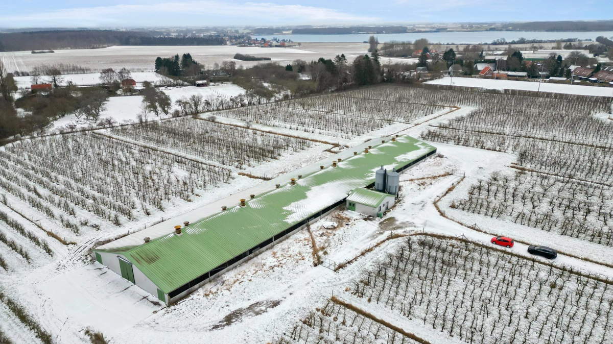 Luftfoto af en af ejendommene med staldanlæg til slagtekyllinger og omkringliggende frugtplantage. Produktionen rummer kapacitet til op til 185.000 konventionelle eller 115.000 økologiske slagtekyllinger årligt samt 17,5 hektar frugtavl. Fotos: EDC