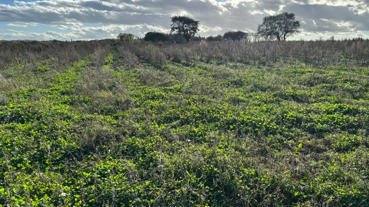 Klimaskovfonden står bag en række projekter rundt om i Danmark. Arkivfoto