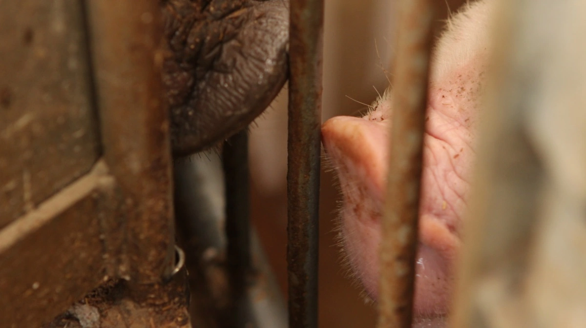 ASF i Sydkorea har ført til 148.000 aflivede svin og destruktion af foder, mens myndighederne skærper kontrollen. Arkivfoto: Anne Wolfenberg