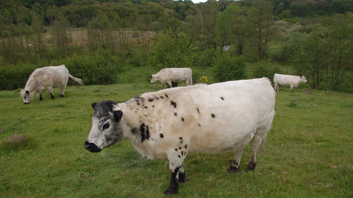 Life IP Natureman er et stort EU-projekt, der skal være med til at forbedre naturindholdet i de sjældne naturtyper rigkær, kildevæld og overdrev. Fotos: Lone Lærke Krog