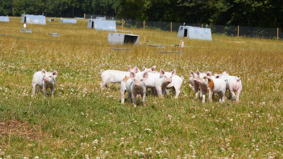 Trods hele haler og god plads i naturen kniber det for økologisk svineproducent Lars Erik »Lasse« Korsgaard at komme af med sine grise. Billedet har ikke noget med den specifikke landmands grise at gøre. Arkivfoto: Tenna Bang