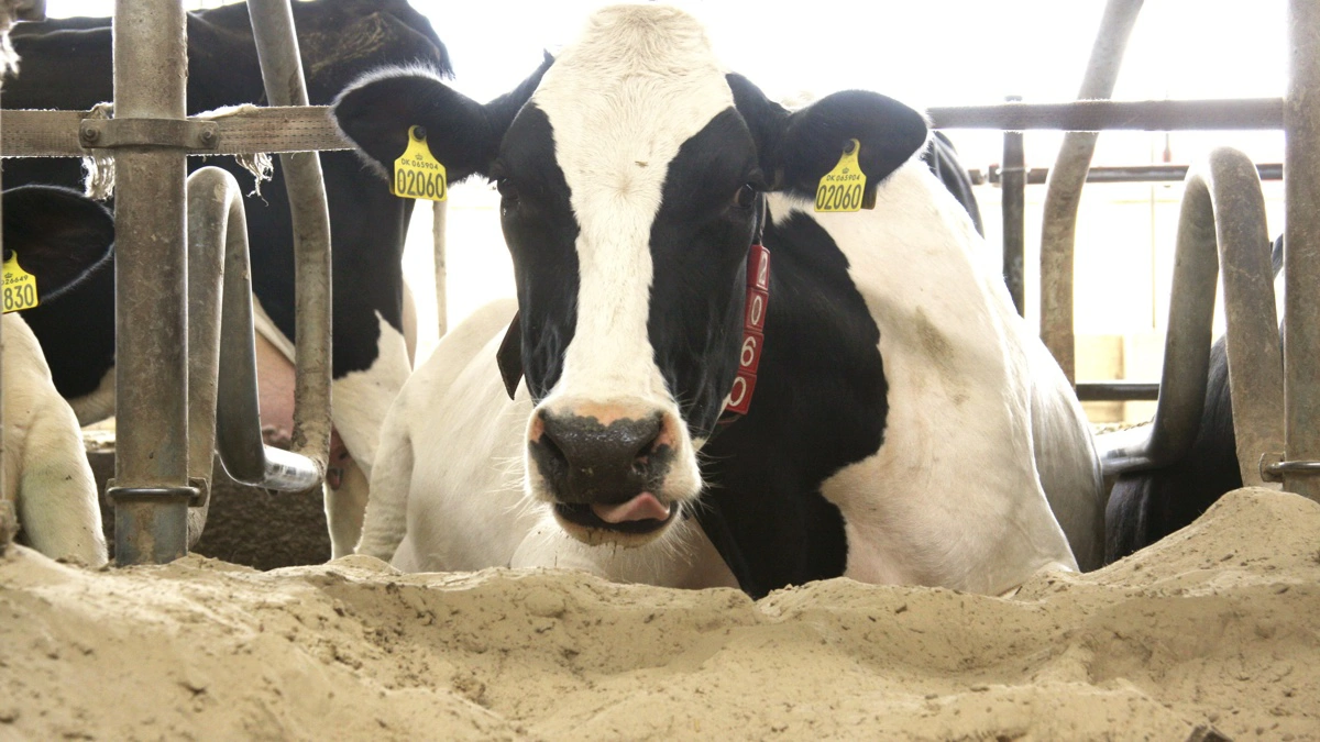 Køer i sengebåse med sand