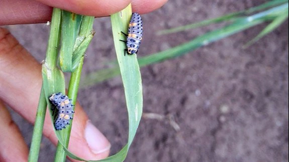 To larver af mariehøns samt en enkelt puppe i vårbygmark. Både de voksne og larverne af mariehøns ernærer sig udelukkende af bladlus. En voksen mariehøne æder mindst 20-40 bladlus om dagen. Larverne æder hver 200 til 600 bladlus i løbet af deres udvikling. Arkivfoto: Lene Mathiasen, Agrovi