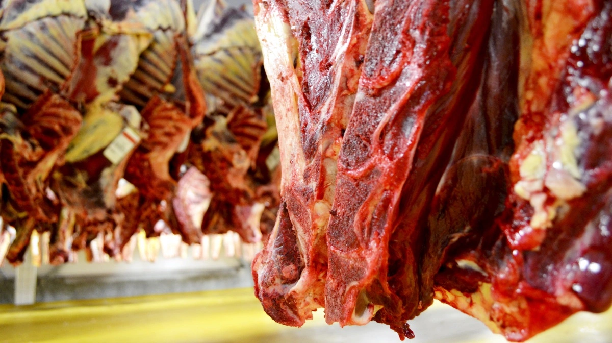 Lav efterspørgsel og billig import presser oksekødsmarkedet, mens håbet rettes mod forår og påske for bedring. Arkivfoto