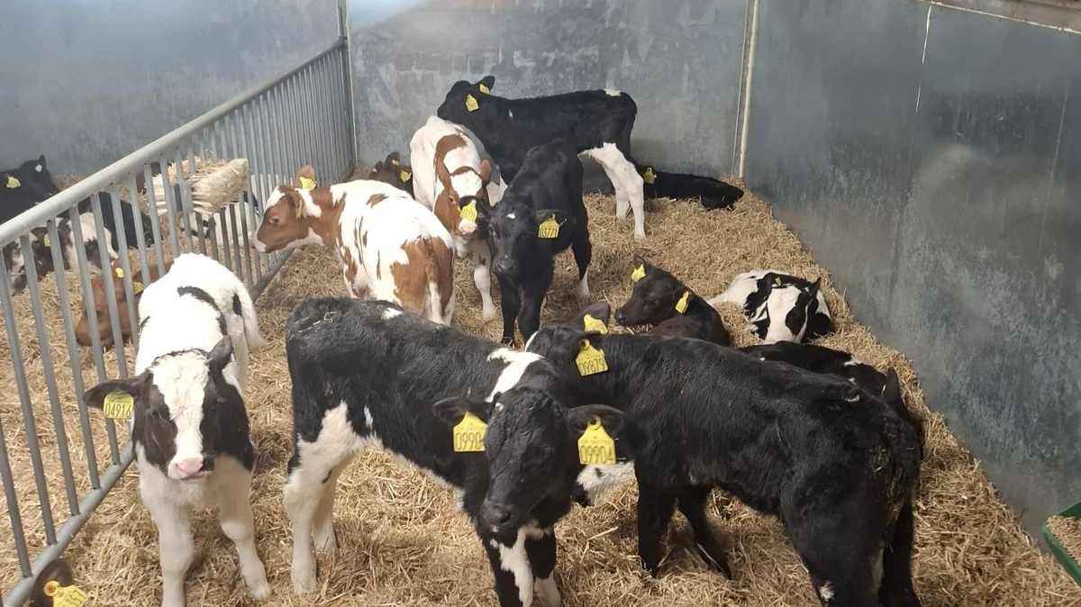 Nye slagtekalveproducenter er kommet til, nuværende har øget produktionen, og tidligere producenter har taget kalve ind igen på grund af de positive priser.