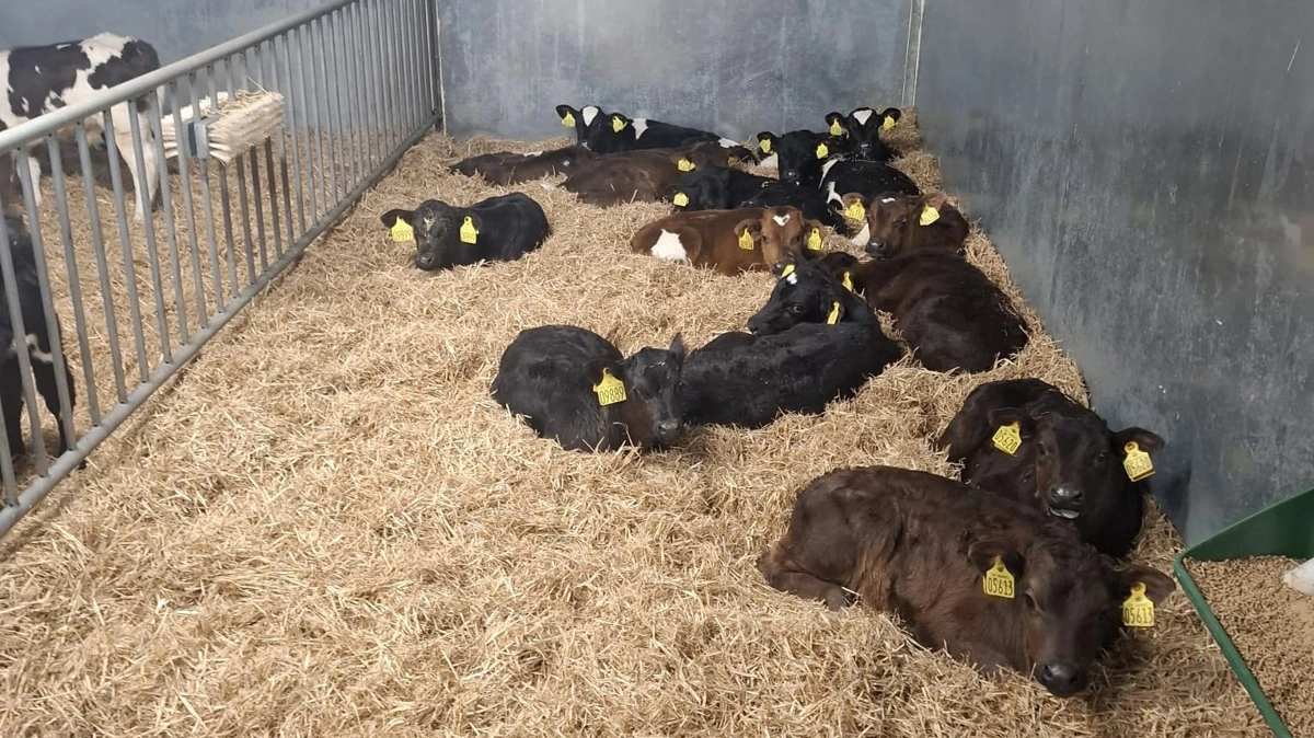 - Vi kan lave flere kalve i Danmark. Lige nu er der slagtelinjer, som ikke er fyldte, konstaterer Mogens Hymøller.