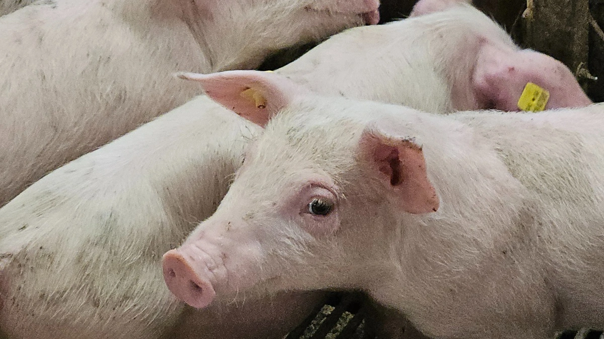 Fødevarestyrelsen gennemfører fra april 2026 og resten af året medicinkontrol i svinebesætninger med fokus på anvendelse af antibiotika. Arkivfoto: Camilla Bønløkke