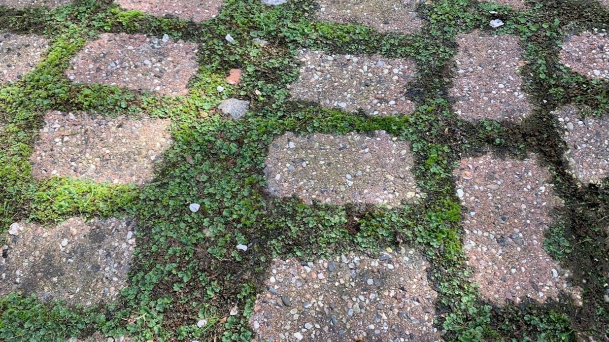 Levermos er én udfordring, flere kæmper med på gårdspladsens skyggefulde områder. Foto: Ecostyle