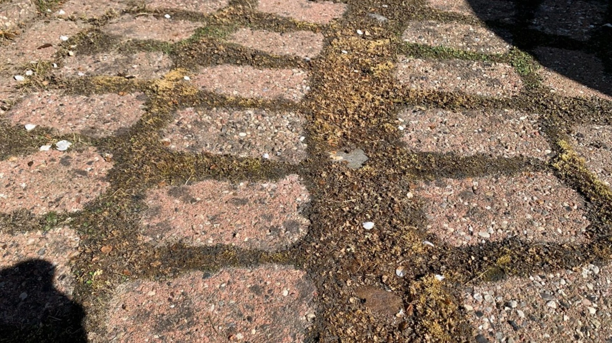 Efter behandling med pelargonsyremidlet TopGun er levermosset visnet væk. Foto: Ecostyle