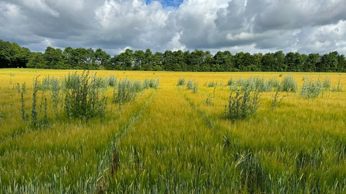 Gråbynke i korn kan være sejlivet at komme af med. Arkivfoto