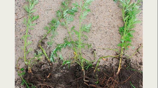 Trods bekæmpelse med høj dosis i maj kan mange skud være i vækst igen i juli. Foto: Seges Innovation
