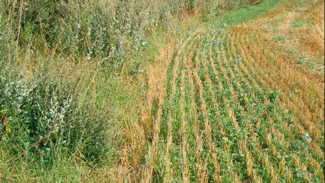 Gråbynke spredes som frø med vinden især ind i kanter af marker. Supplering med glyphosat i stub efter høst øge den samlede effekt af bekæmpelse. Foto: Seges Innovation