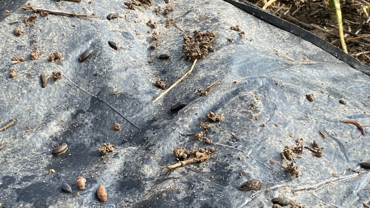 Selv om vinteren har budt på hård barfrost har sneglene ikke bare overlevet - de er også blevet flere. Foto: Ecostyle/Tage Knudsen