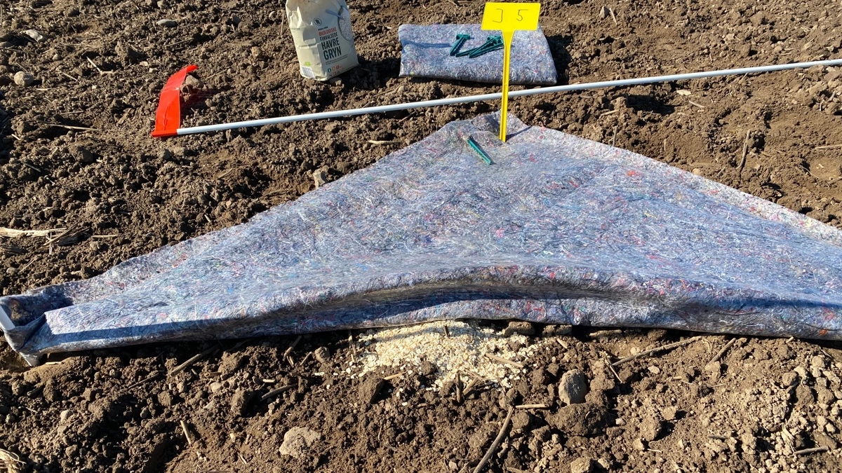 Tage Knudsen anbefaler at anvende en simpel sneglefælde bestående af et stykke malerfilt på 1 gange 1 meter, hvor havregryn anvendes som foder til sneglene. Foto: Ecostyle/Tage Knudsen