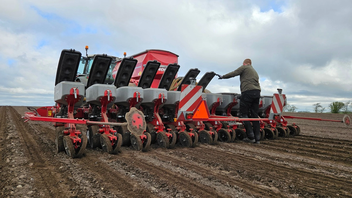 Det kan være afgørende at få et overblik over sneglebestanden forud for såning af eksempelvis roer, spinat og andre bredbladede afgrøder med lavt plantetal, da de vil være ekstra følsomme for angreb. Arkivfoto: Christian Carus