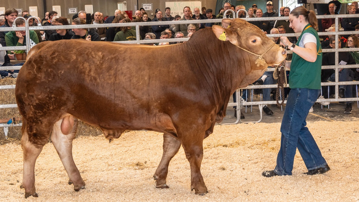 Dyreste tyr blev Engtoftegård Viggo P med et hammerslag på 35.000 kroner. Fotos: Dansk Limousine Forening