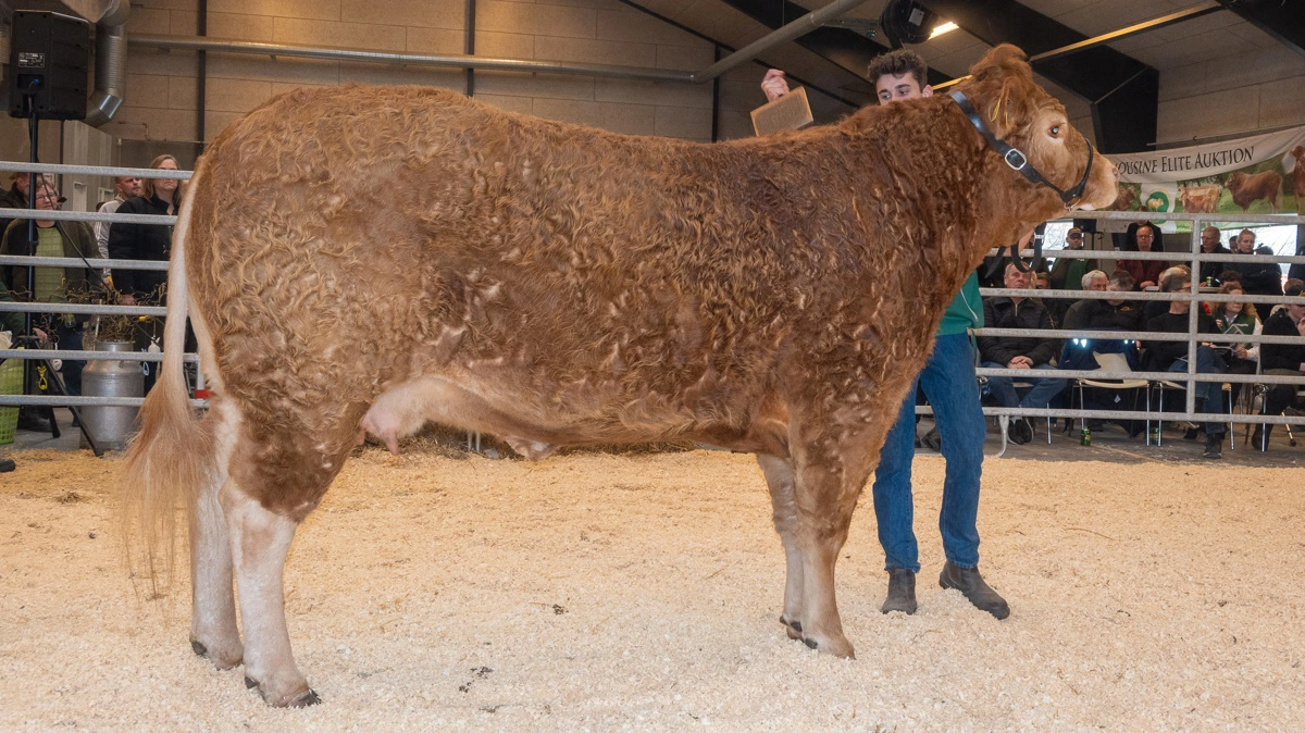 Koen Sundsig Søs P, drægtig med sin tredje kalv, blev solgt til dagens højeste bud på 47.000 kroner.