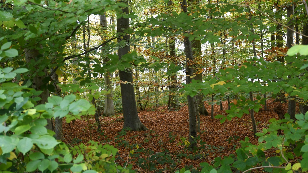 Flytning af drikkevandsboringer til skovområder kan være et alternativ til indgreb i landbrugets dyrkningsarealer, skriver Poul Erik Jørgensen i klummen. Arkivfoto: Camilla Bønløkke