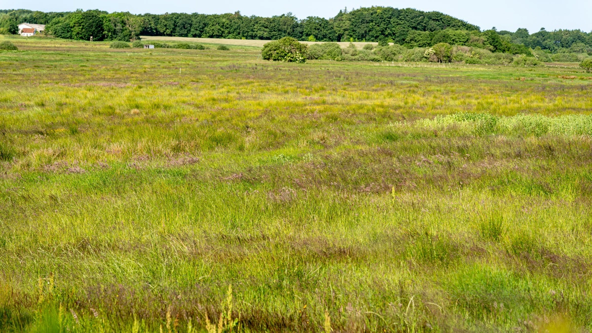 Der er fortsat mange projekter f.eks. omkring lavbundsjord, der bliver registreret i forbindelse med treparten. Men det går fortsat trægt med at få projekterne realiseret. Arkivfoto: Alexander Dornwirth
